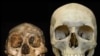 Homo floresiensis и Homo Sapiens. Разница в размерах между «хоббитом» с острова Флорес и большинством современных людей разительно велика.